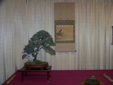 Professional bonsai exhibit MABS 2011 PIE